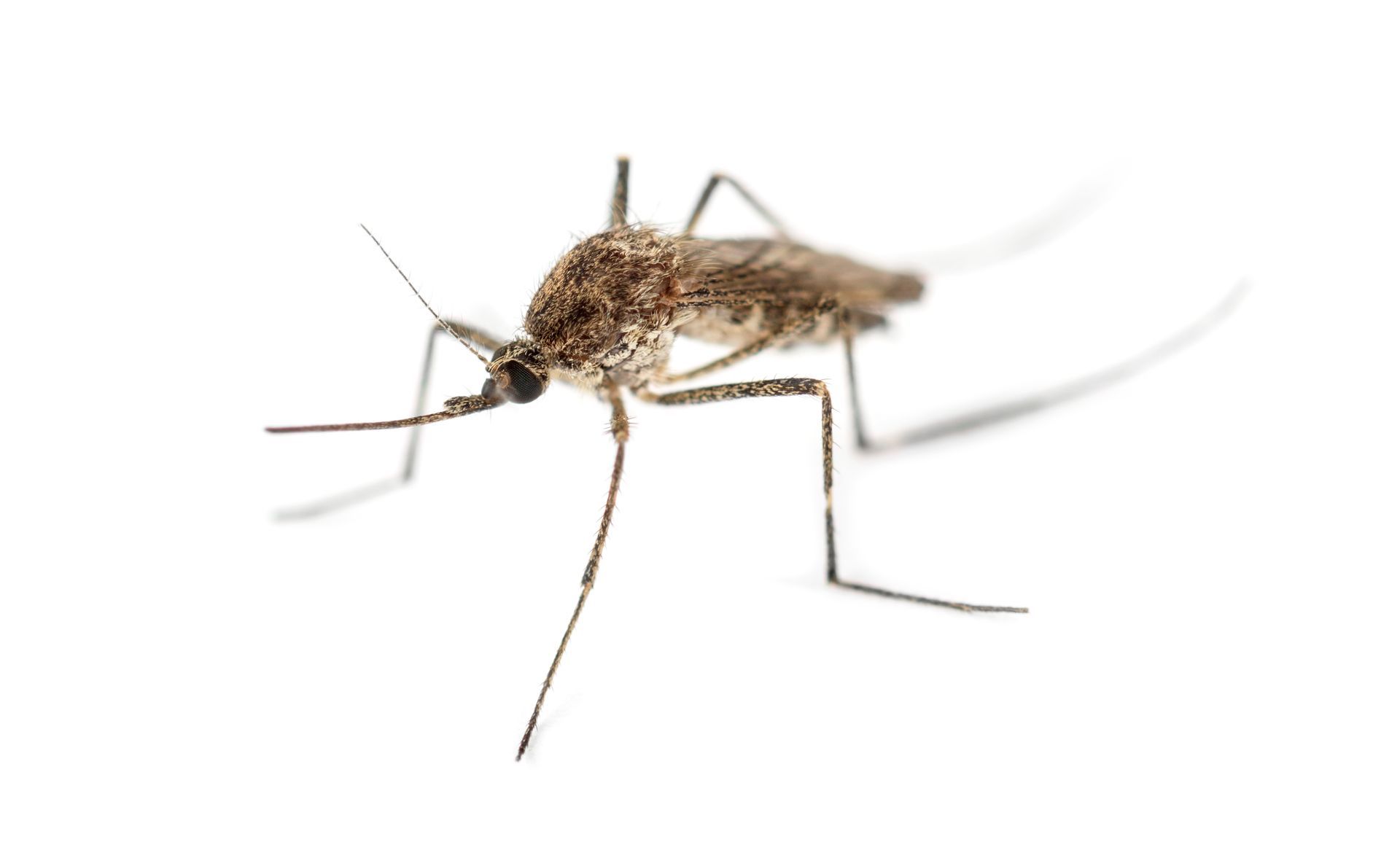 Protect your family from mosquitoes with Diamond Pest Pro