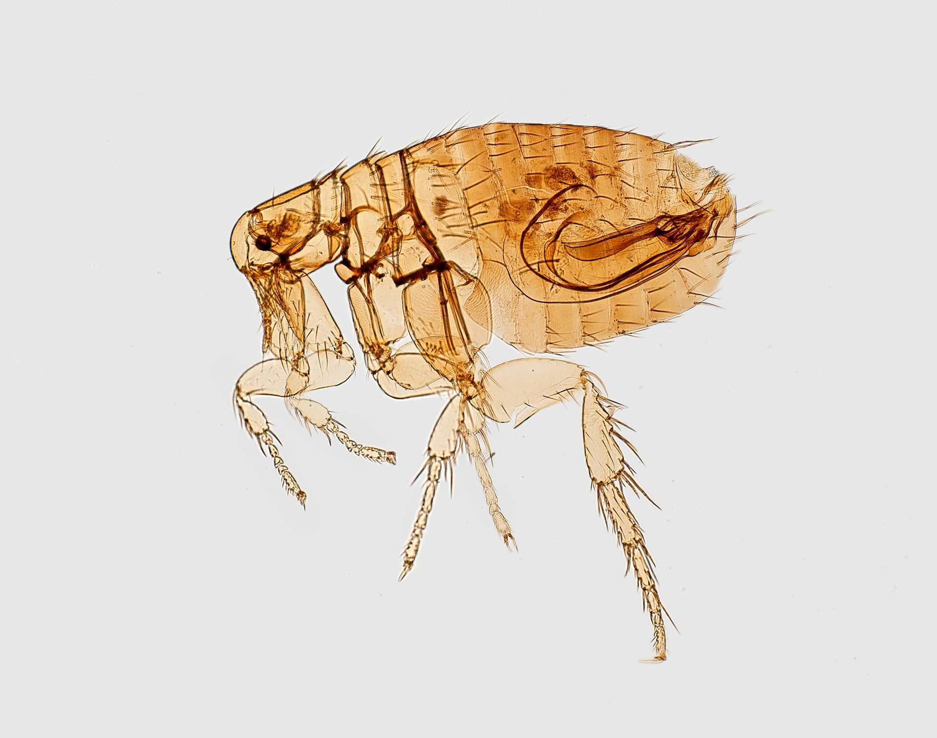 Close-up of a flea, a common household pest in the Carolinas