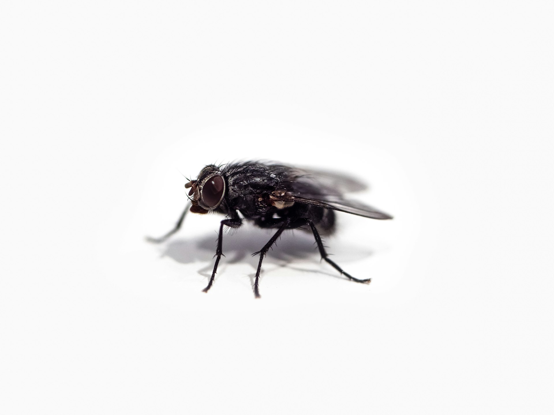 House fly, one of the most common pest flies in Carolina homes