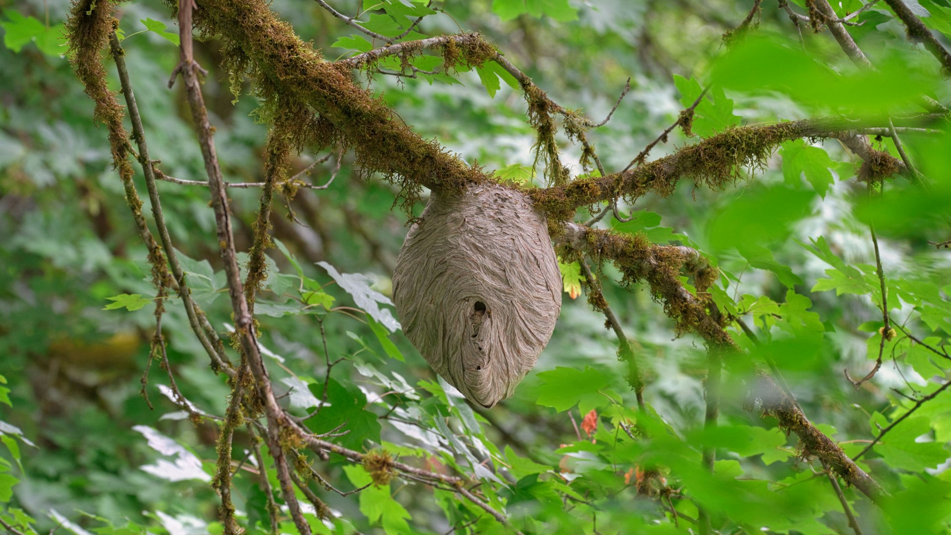 Wasp nest on a tree branch near a Carolina home