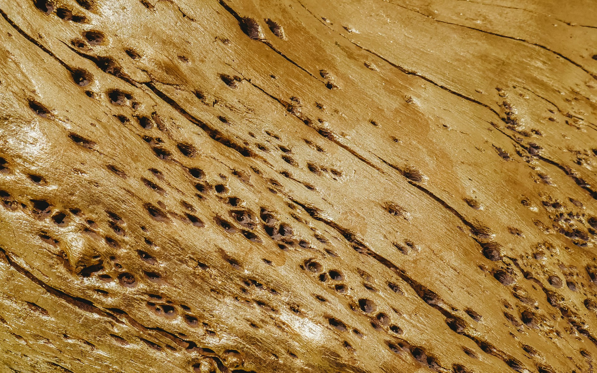 Wood damage caused by termites and wood-boring insects